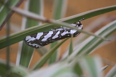 Arachnis dilecta