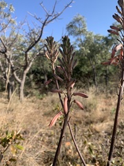 Aloe greatheadii davyana
