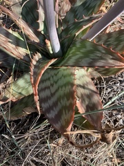 Aloe greatheadii davyana