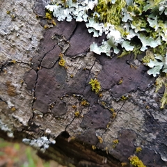 Biscogniauxia nummularia