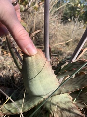Aloe greatheadii davyana