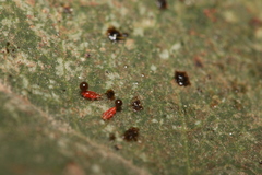 Retithrips syriacus
