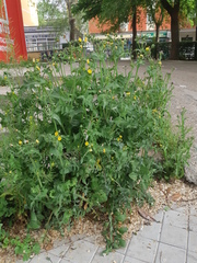 Sonchus oleraceus