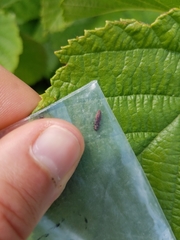 Agrilus pseudocoryli