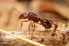 Pheidole obtusospinosa