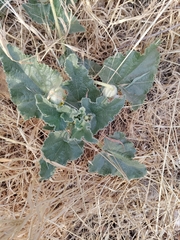 Ecballium elaterium