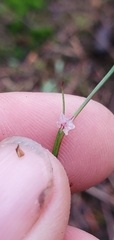 Polygonum spergulariiforme