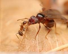 Pheidole obtusospinosa