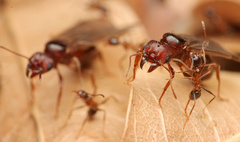 Pheidole obtusospinosa