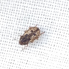 Trigonorhinus sticticus
