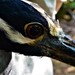 Socorro Yellow-crowned Night Heron - Photo (c) Liliana Tobar, some rights reserved (CC BY-NC), uploaded by Liliana Tobar