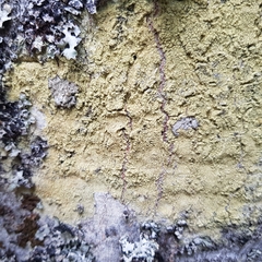 Pertusaria flavida