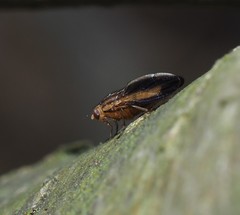 Peplomyza