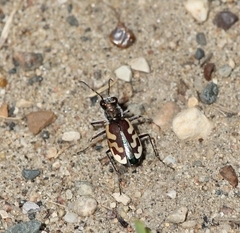 Cicindela lengi versuta