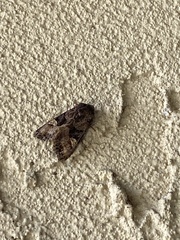 Euplexia