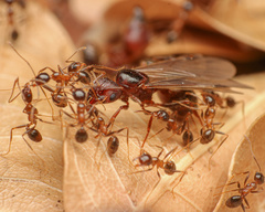 Pheidole obtusospinosa