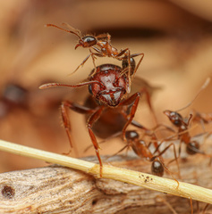Pheidole obtusospinosa