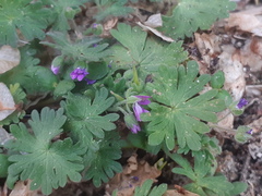 Geranium molle