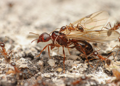 Pheidole obtusospinosa