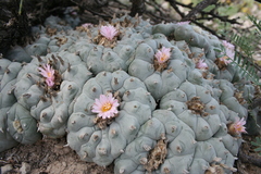 Lophophora williamsii