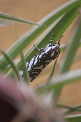 Arachnis dilecta