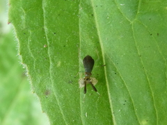 Heterotoma planicornis