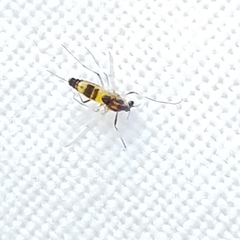 Cricotopus sylvestris