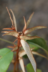 Croton pseudopulchellus