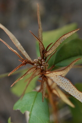 Croton pseudopulchellus