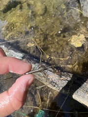 Ranatra quadridentata