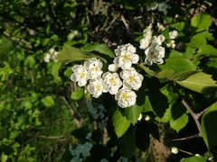 Crataegus integriloba