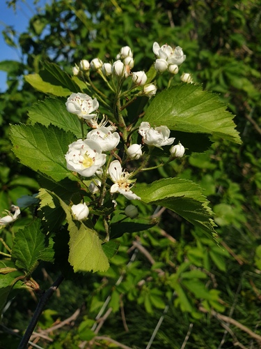 Crataegus jonesiae