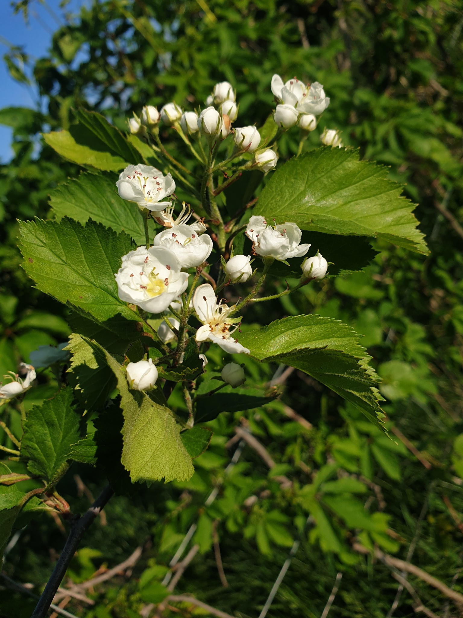 Crataegus jonesiae