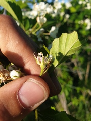 Crataegus integriloba