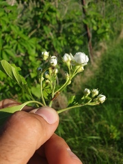 Crataegus integriloba