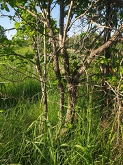 Crataegus integriloba