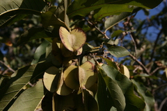 Combretum elaeagnoides