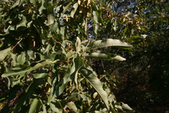 Combretum elaeagnoides