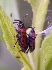 Rhodobaenus quinquepunctatus