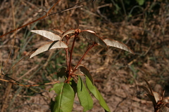 Croton pseudopulchellus