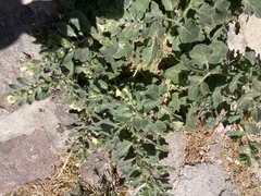 Hyoscyamus