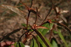 Croton pseudopulchellus
