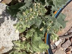 Hyoscyamus