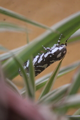 Arachnis dilecta