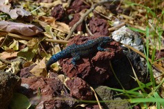 Urosaurus auriculatus