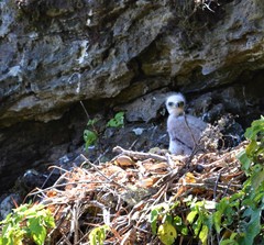 Buteo jamaicensis socorroensis