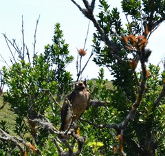 Buteo jamaicensis socorroensis