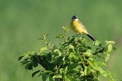 Motacilla flava beema