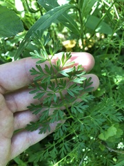 Selinum carvifolia