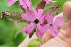 Microbotryum silenes-dioicae